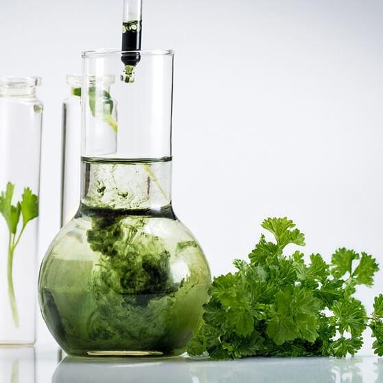 Parsley leaf symbolizing the Parsley BioExtract™, a nourishing and calming antioxidant ferment