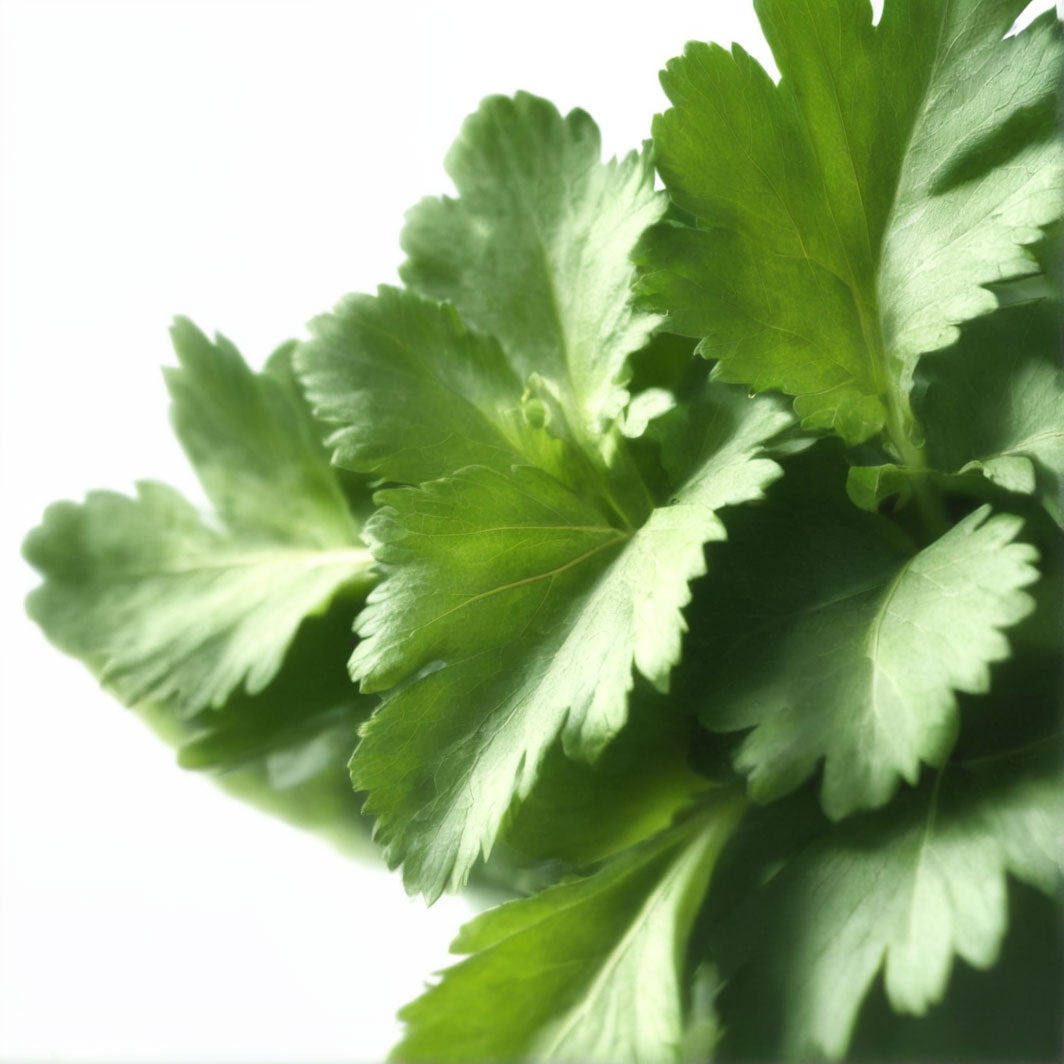 Parsley leaf