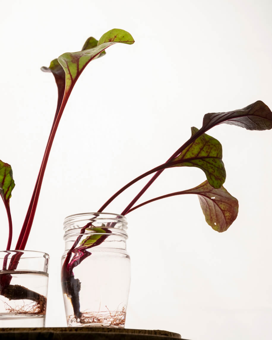 Radish root indicating its soothing, irritation-reducing benefits.