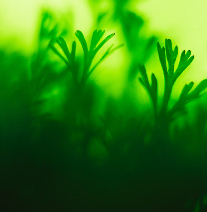 close up of parsley in a blur blackground